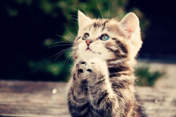 Katten